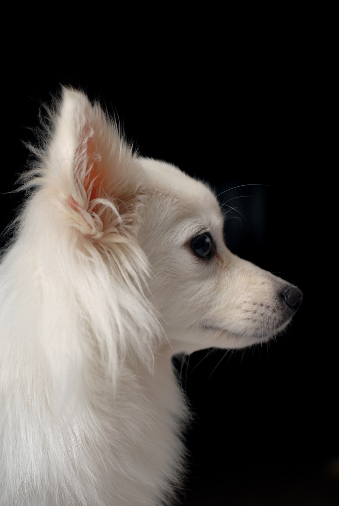 A pure-white Japanese Spitz with pointed ears