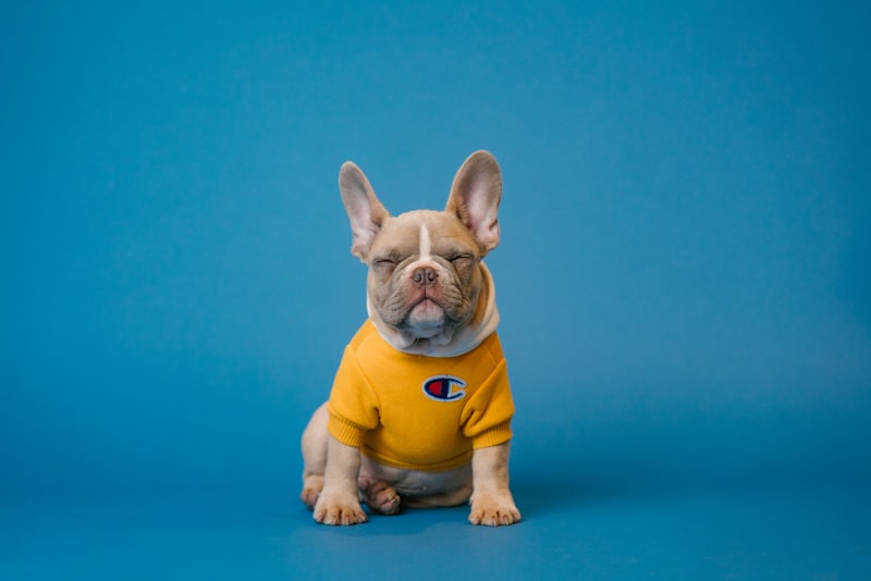 Volunteer with rescue dogs at an animal welfare adoption event