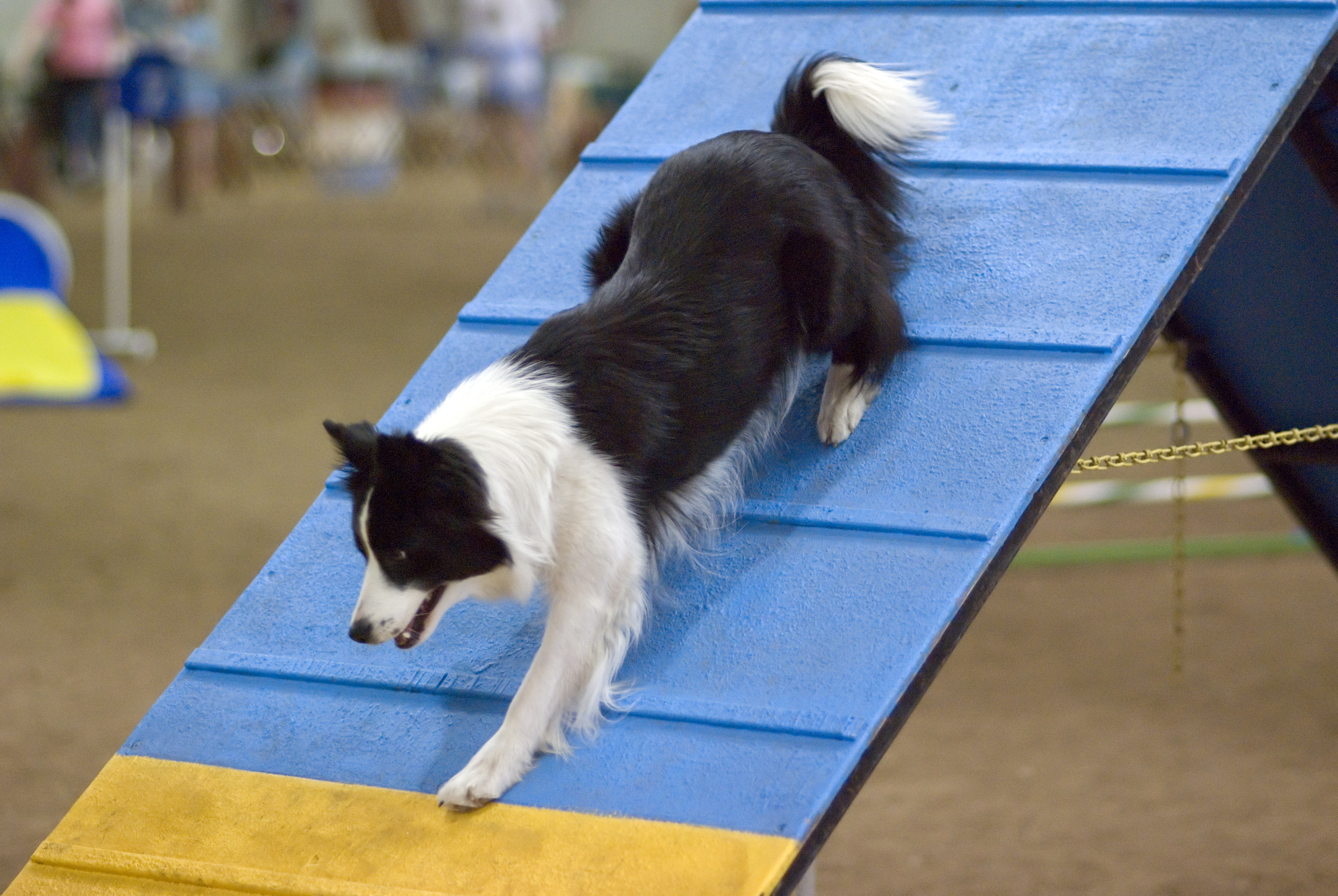 A Border Collie mid-air over an agility jump at a New Zealand dog trial, green grass and white wings visible