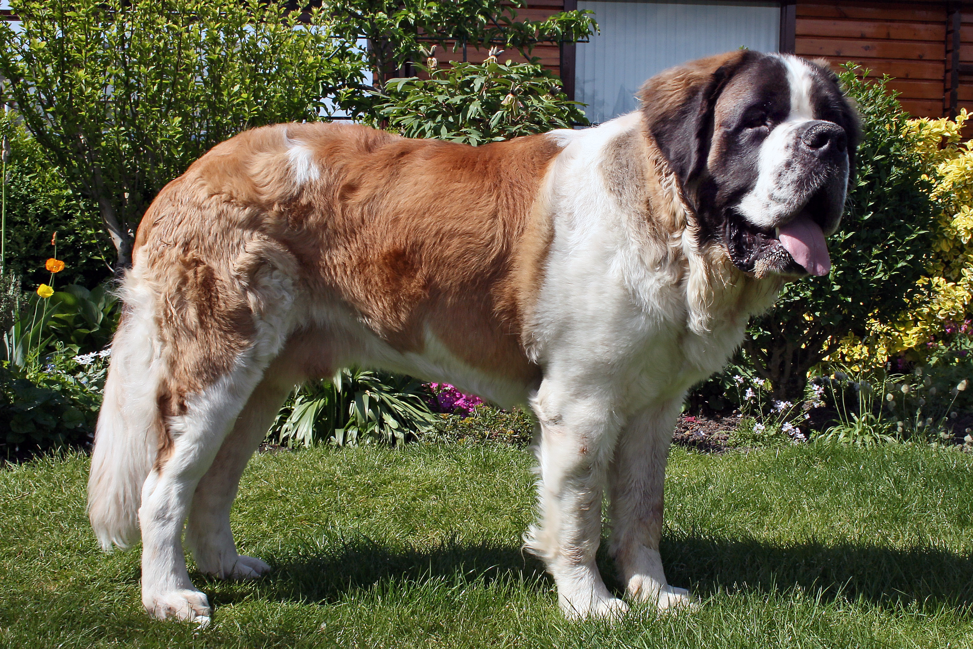 A Saint Bernard standing outdoors