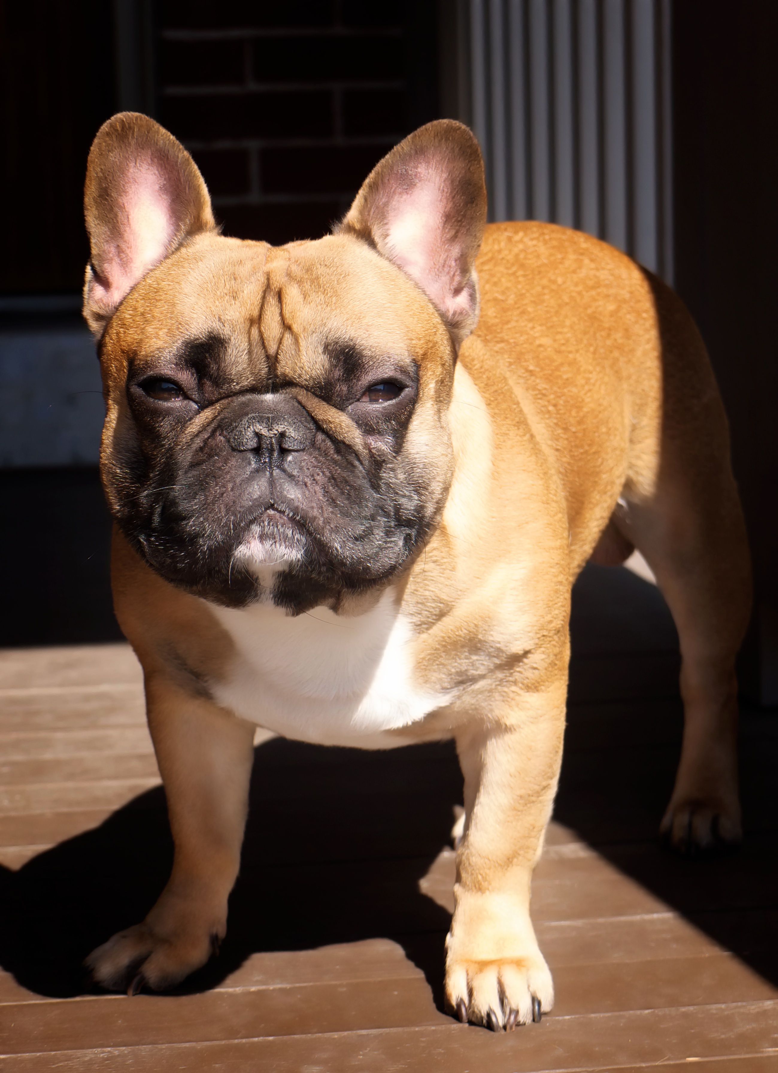 A French Bulldog with large bat ears and a flat face