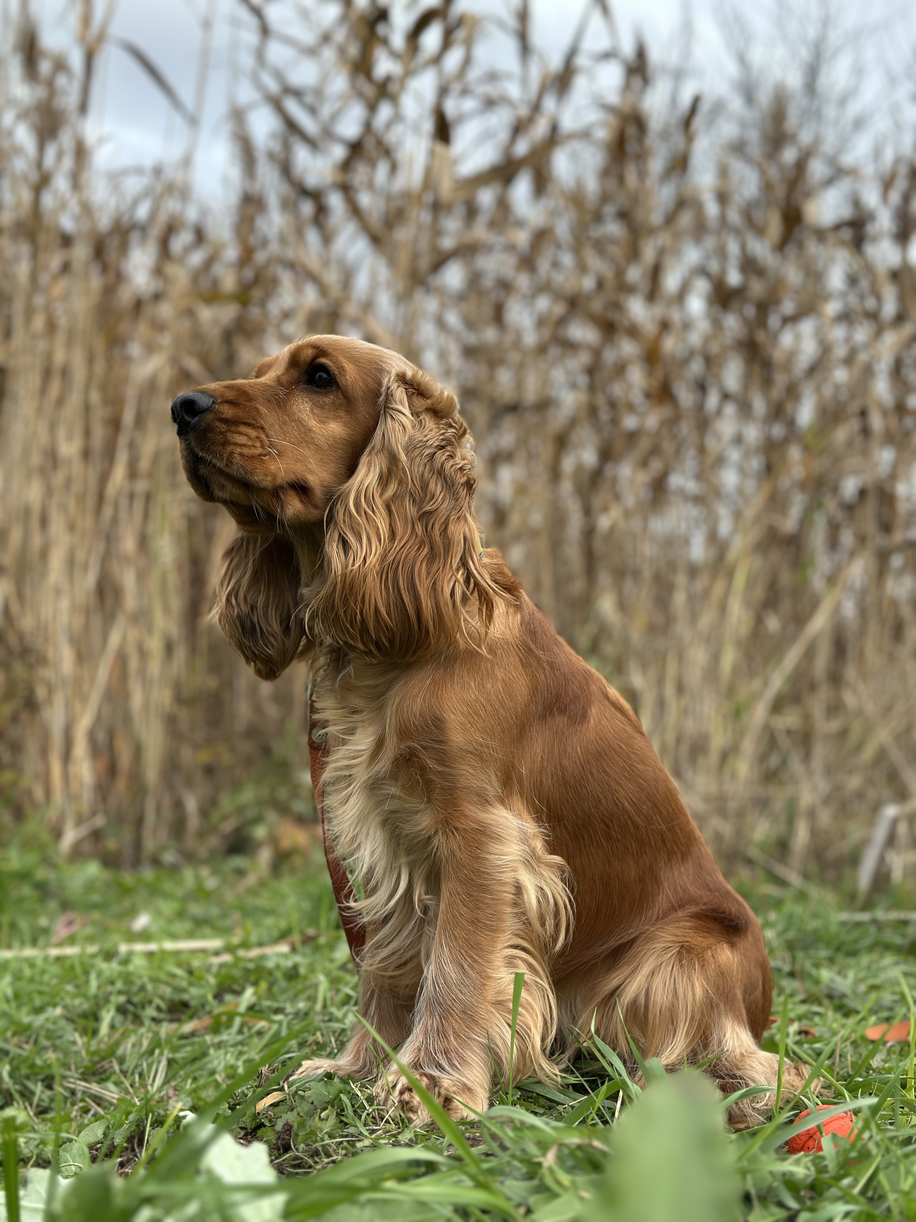 A red English Cocker Spaniel
