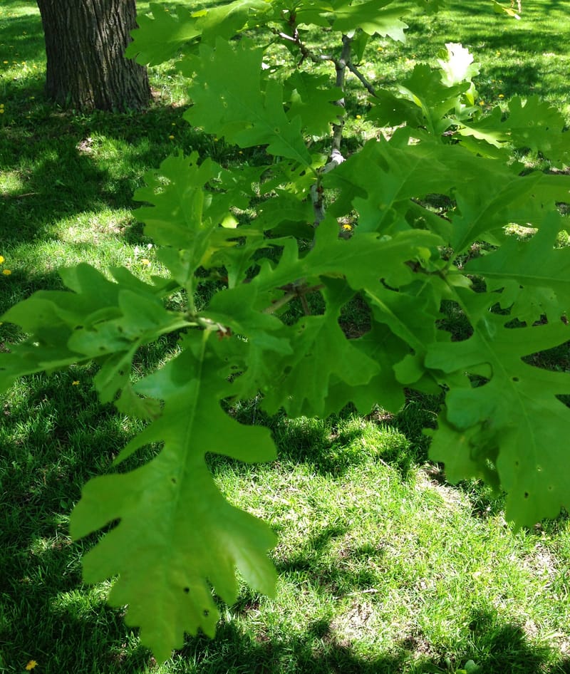 Central Experimental Farm arboretum, Ottawa
