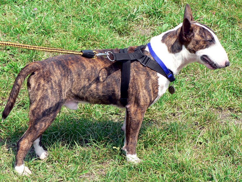 A white Bull Terrier with the breed's egg-shaped head