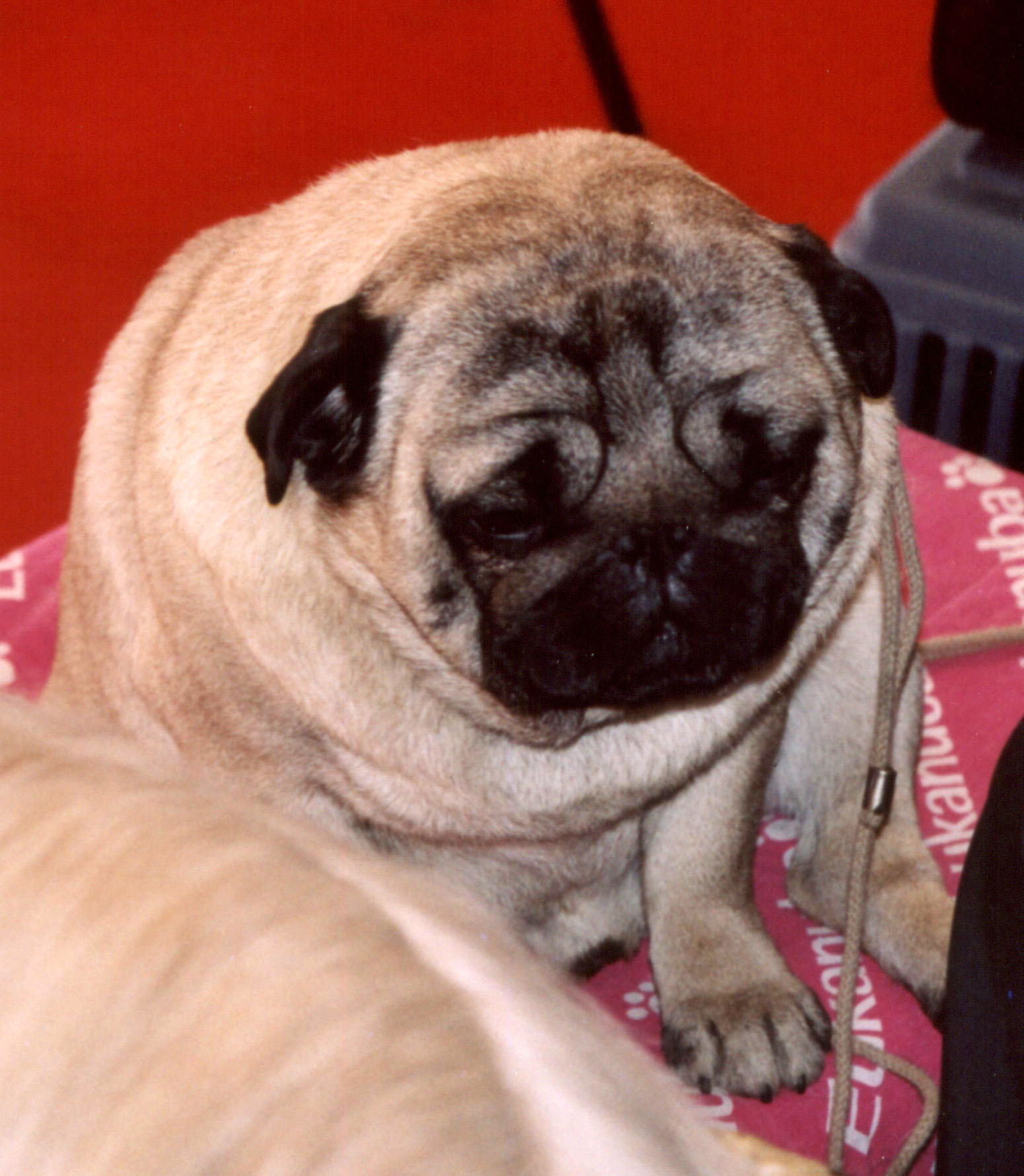 A fawn Pug with a flat wrinkled face