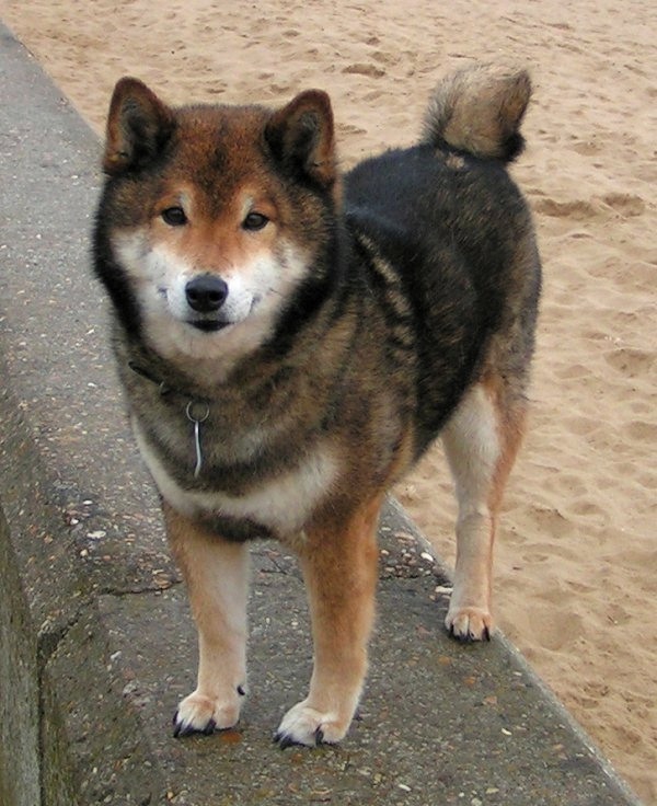 A red Shiba Inu with pricked ears and a curled tail