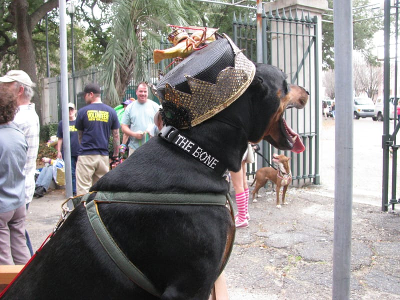 Dog community event — representative image