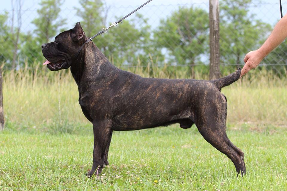 A Cane Corso standing in profile