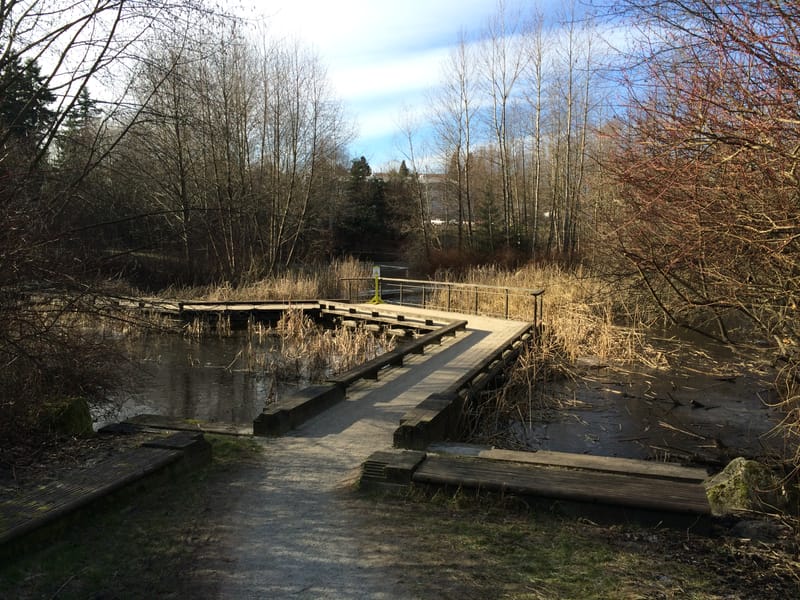 The Sanctuary, a forested natural area in Hastings Park, Vancouver