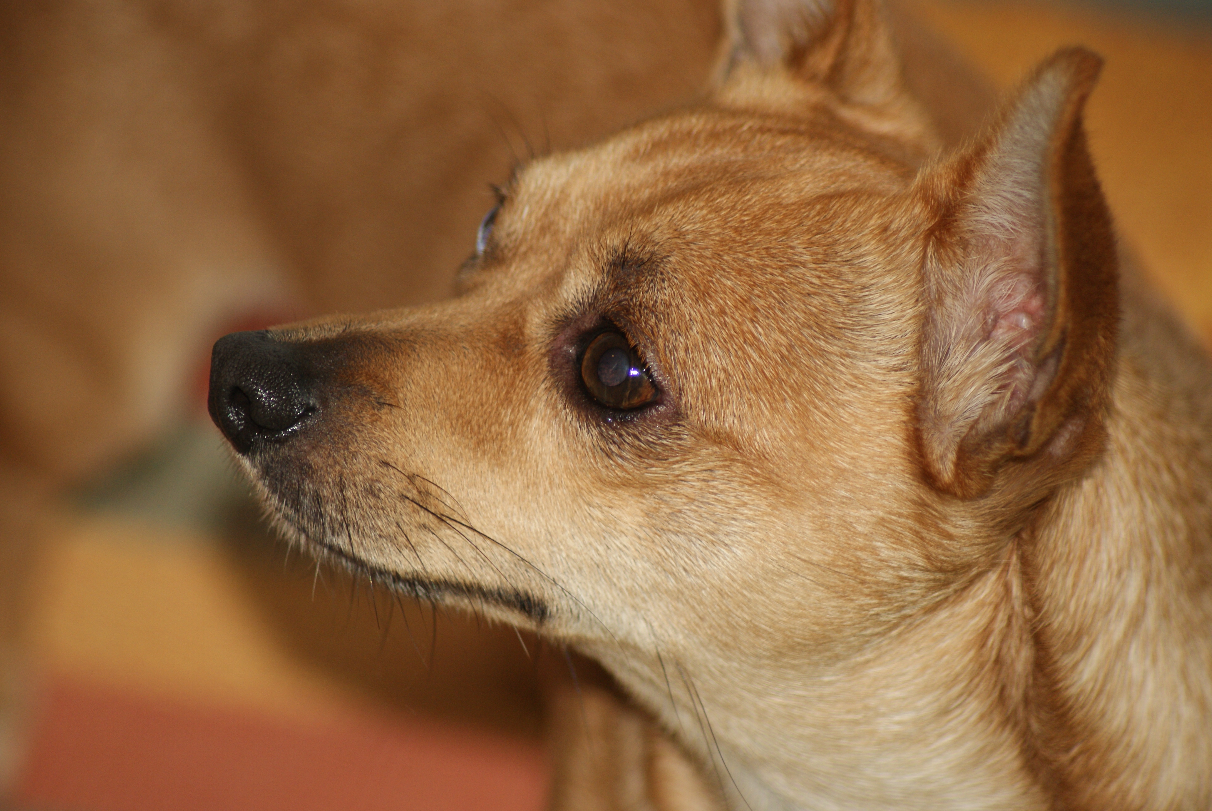 A short-coated Chihuahua