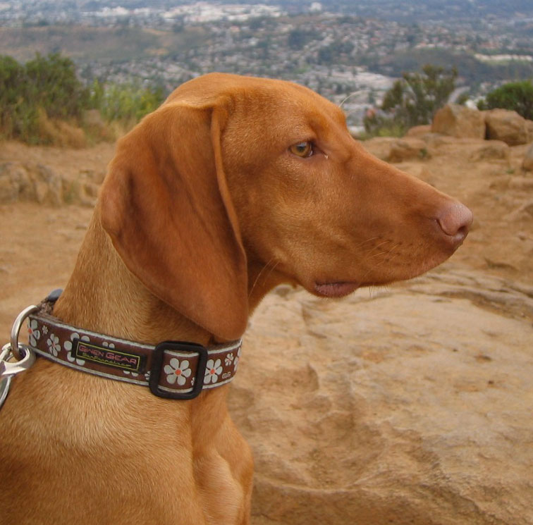A golden-rust Vizsla in profile
