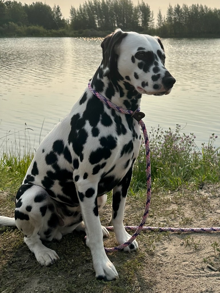 A black-spotted Dalmatian standing in sunlight