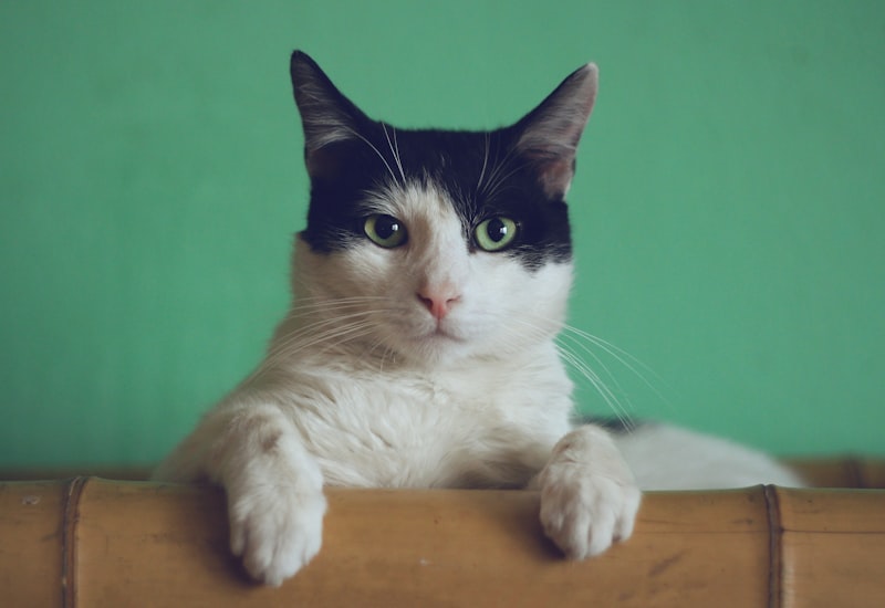 Close-up of a domestic cat looking at the camera, representing feline genome research