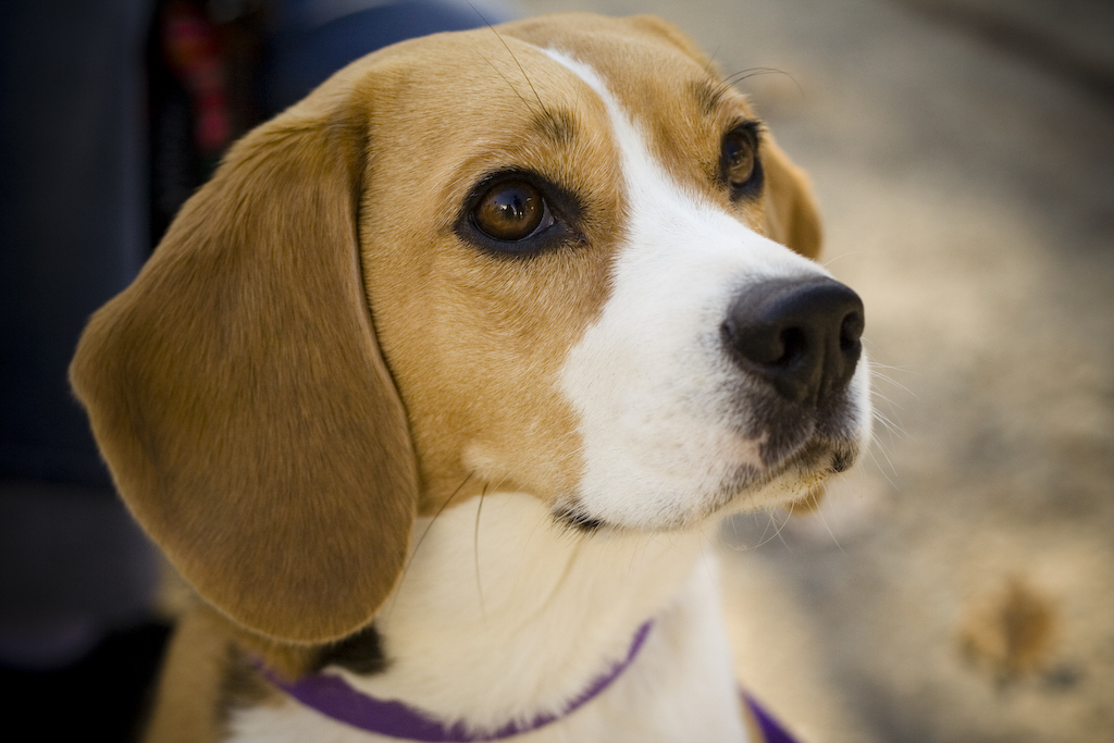 A tricolour Beagle portrait