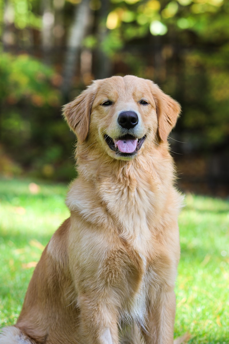 Golden retrievers gathered with owners at a dog-friendly beach