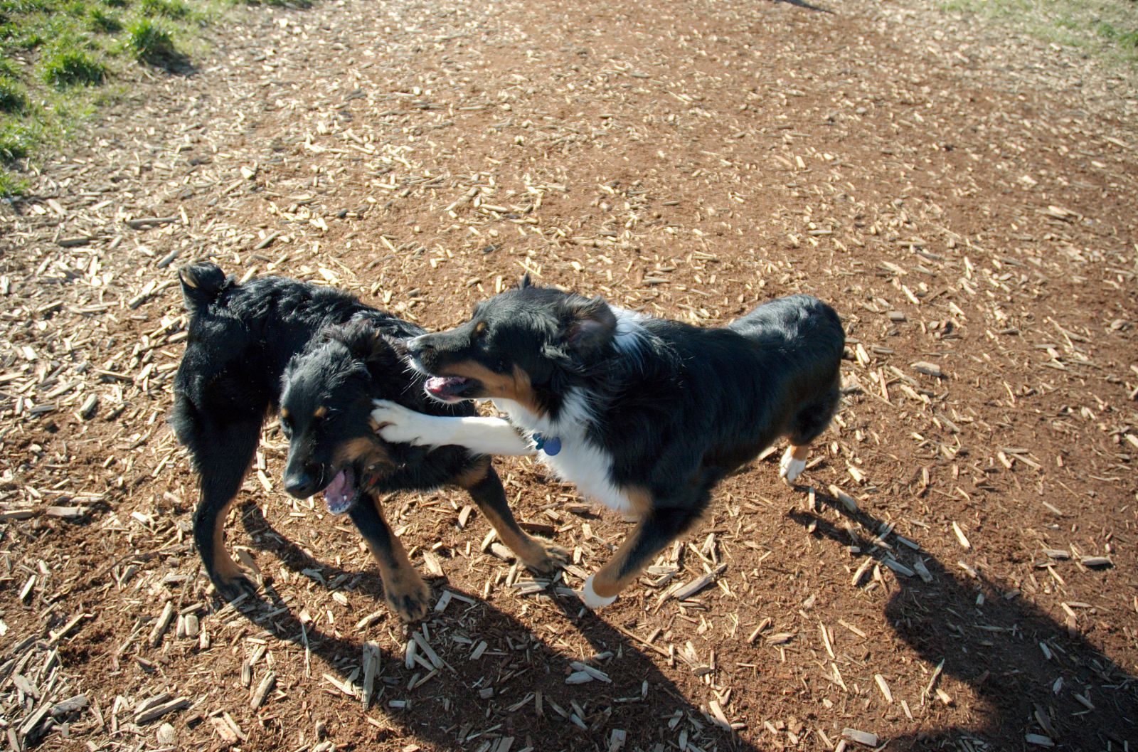 Dogs running free in Melbourne's Princes Park off-leash area, the Royal Melbourne Hospital tower visible in the background