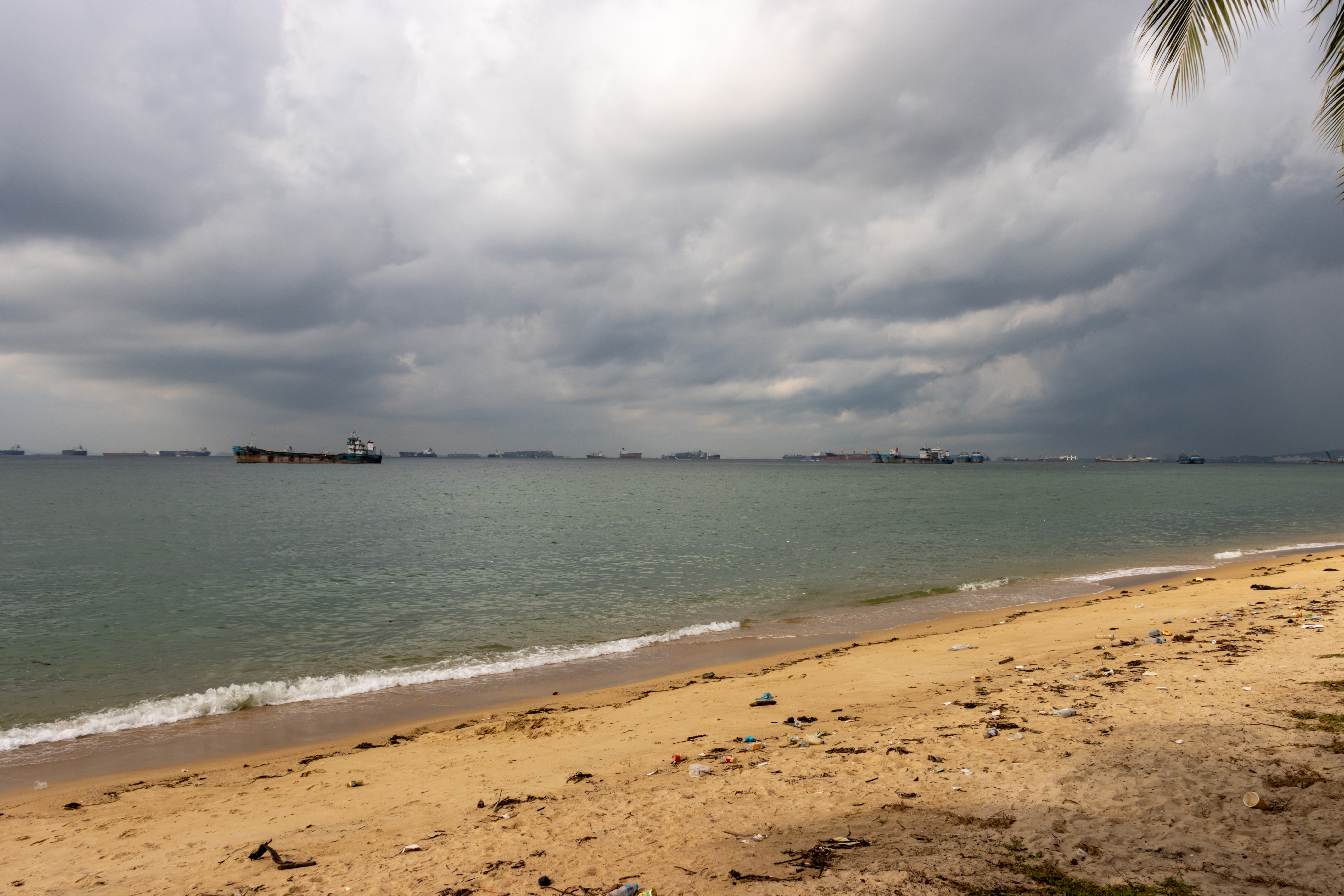 Dogs running off-leash at a large park run with ocean views in eastern Singapore
