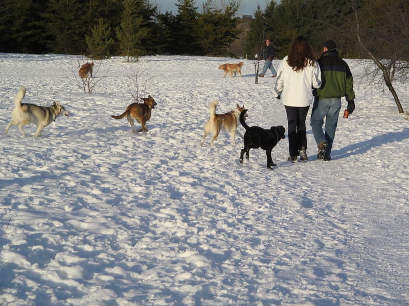 Central Bark off-leash dog park at Sundial Park in Bonifacio Global City, Taguig