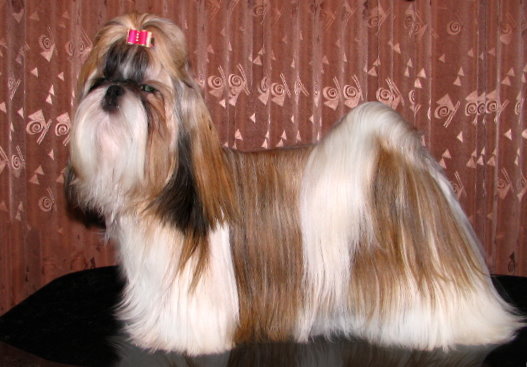 A long-coated Shih Tzu