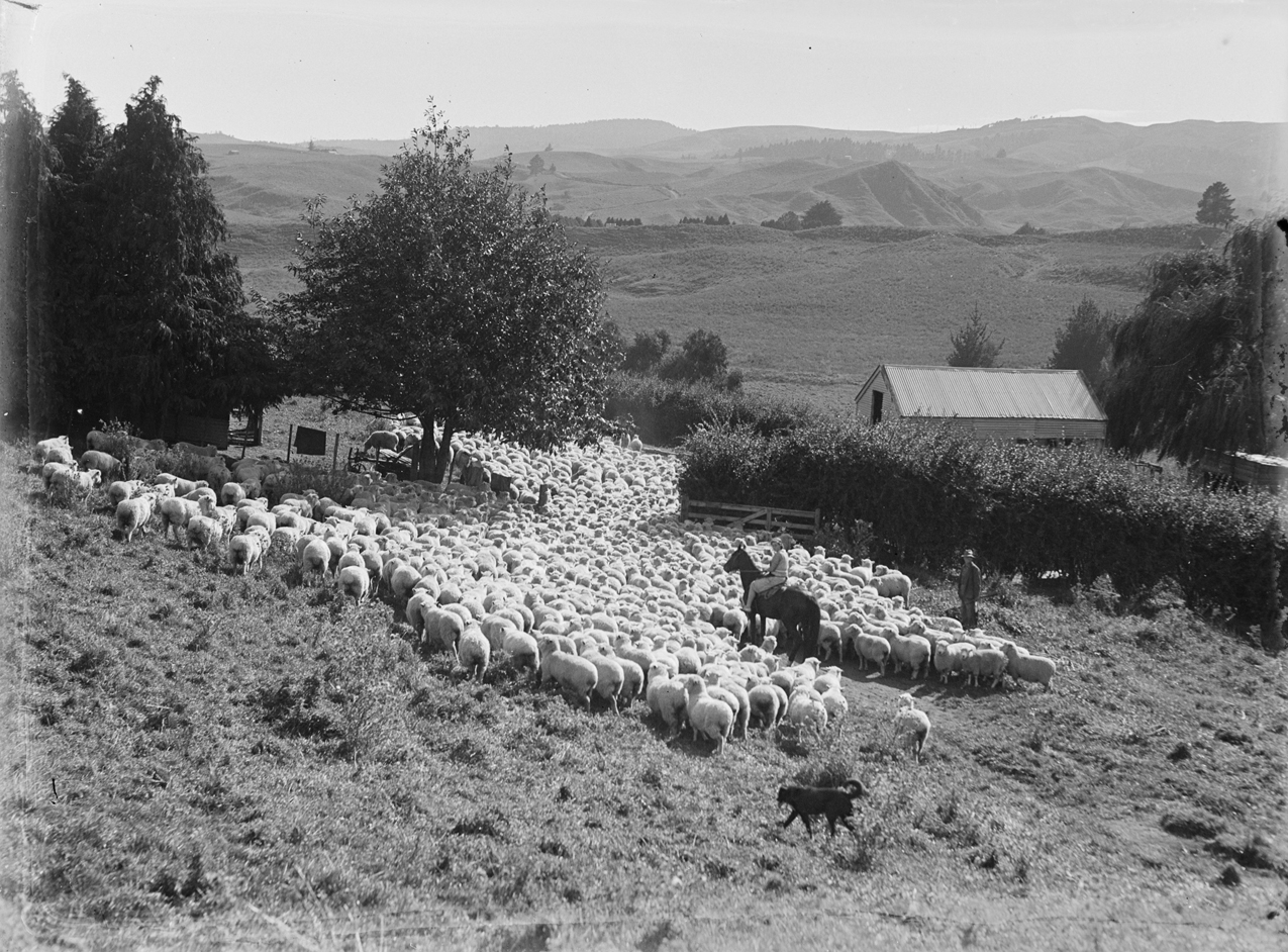 A New Zealand Huntaway working sheep on a hillside farm, farmer visible in the distance