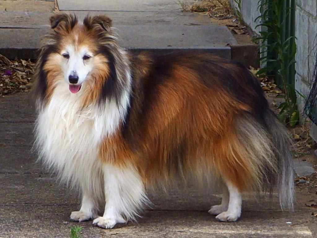 A sable Shetland Sheepdog