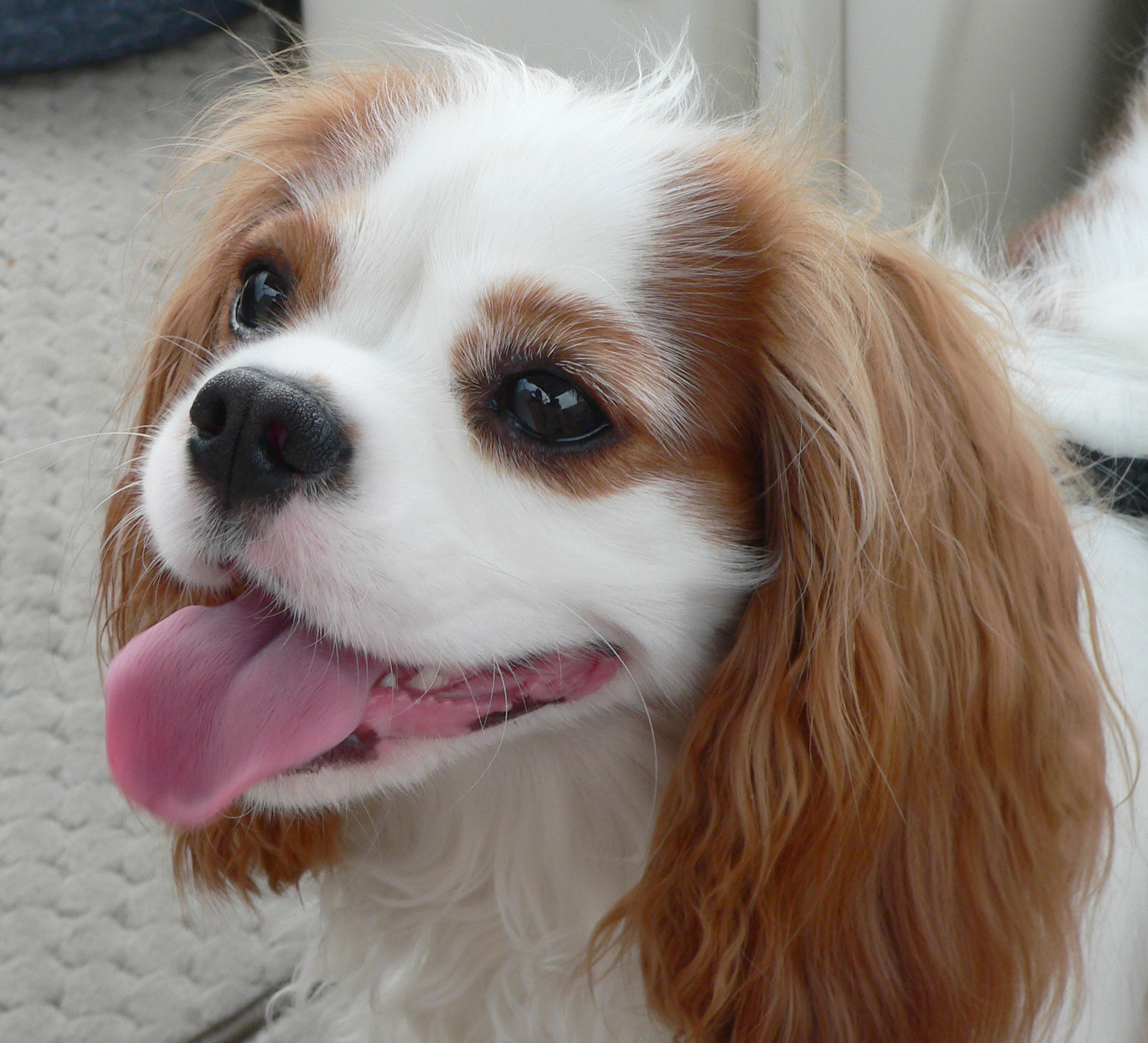 A Blenheim (chestnut and white) Cavalier King Charles Spaniel