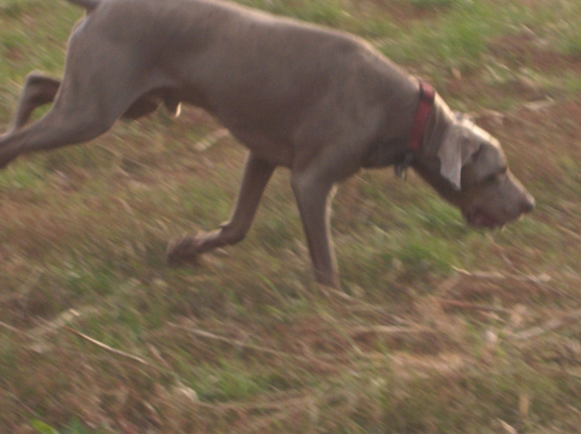 A silver-grey Weimaraner in a field