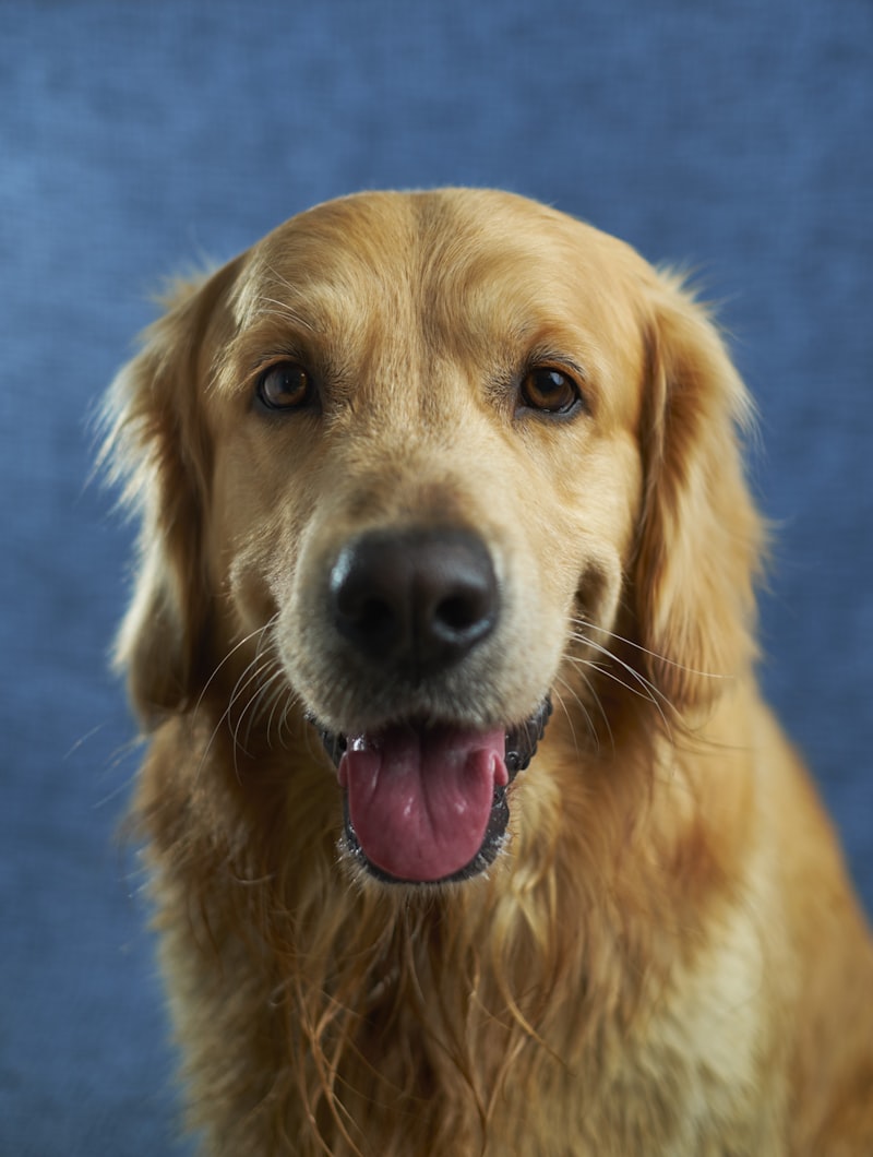 Dogs and owners at a large indoor pet expo in Singapore
