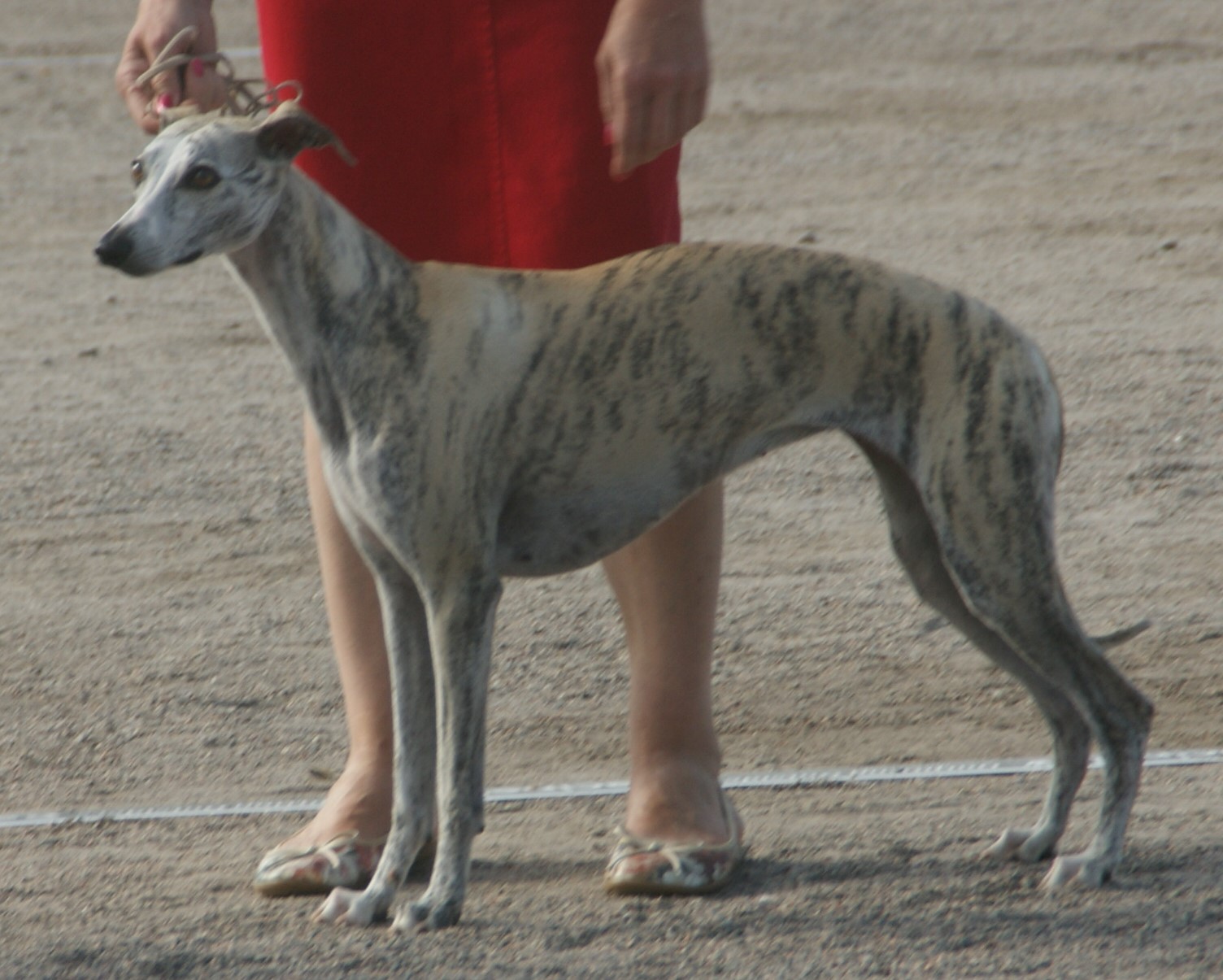 A Whippet standing in profile