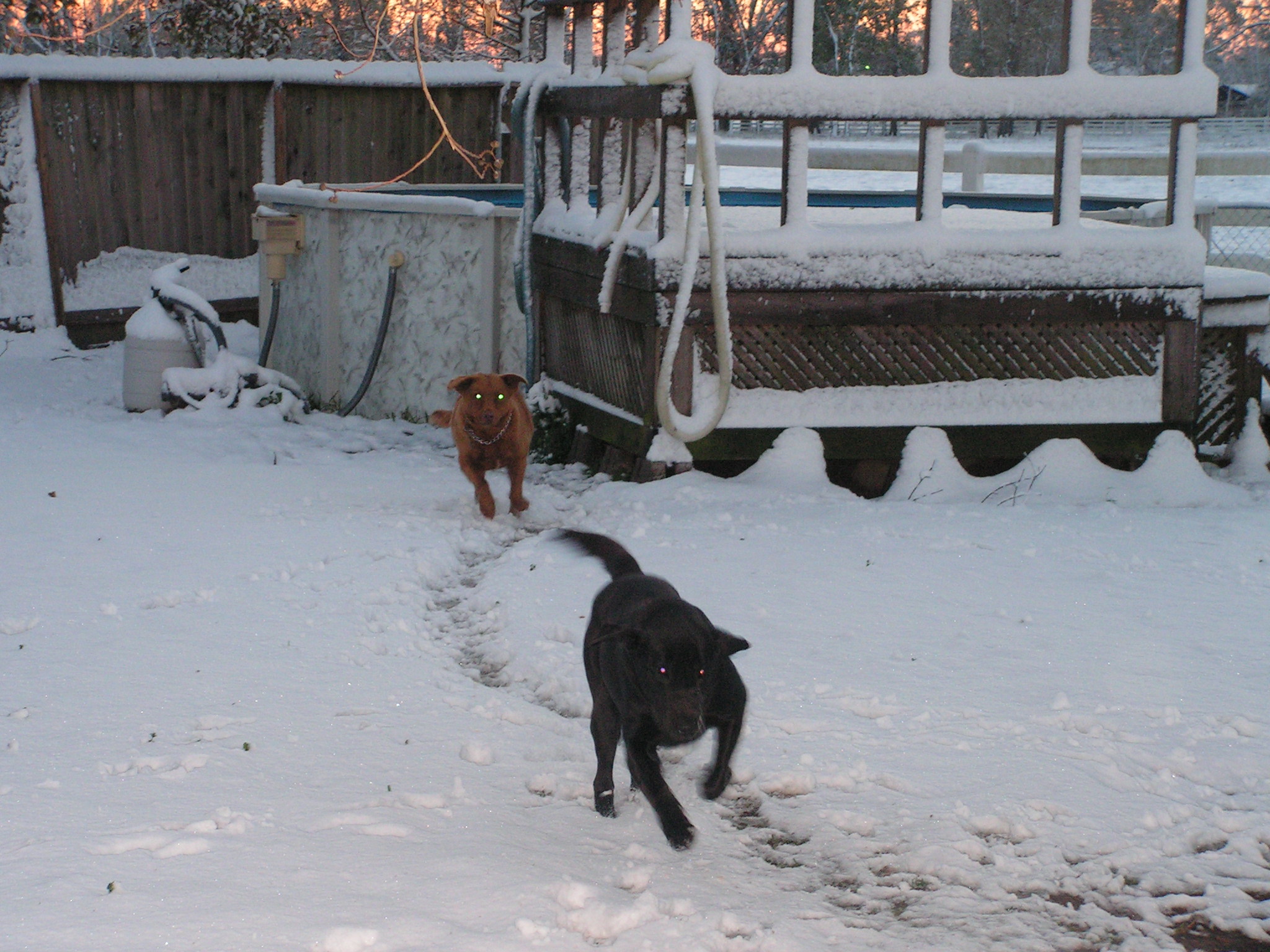 A black Labrador retriever playing in the snow, embodying the vitality associated with cold-climate dog longevity research
