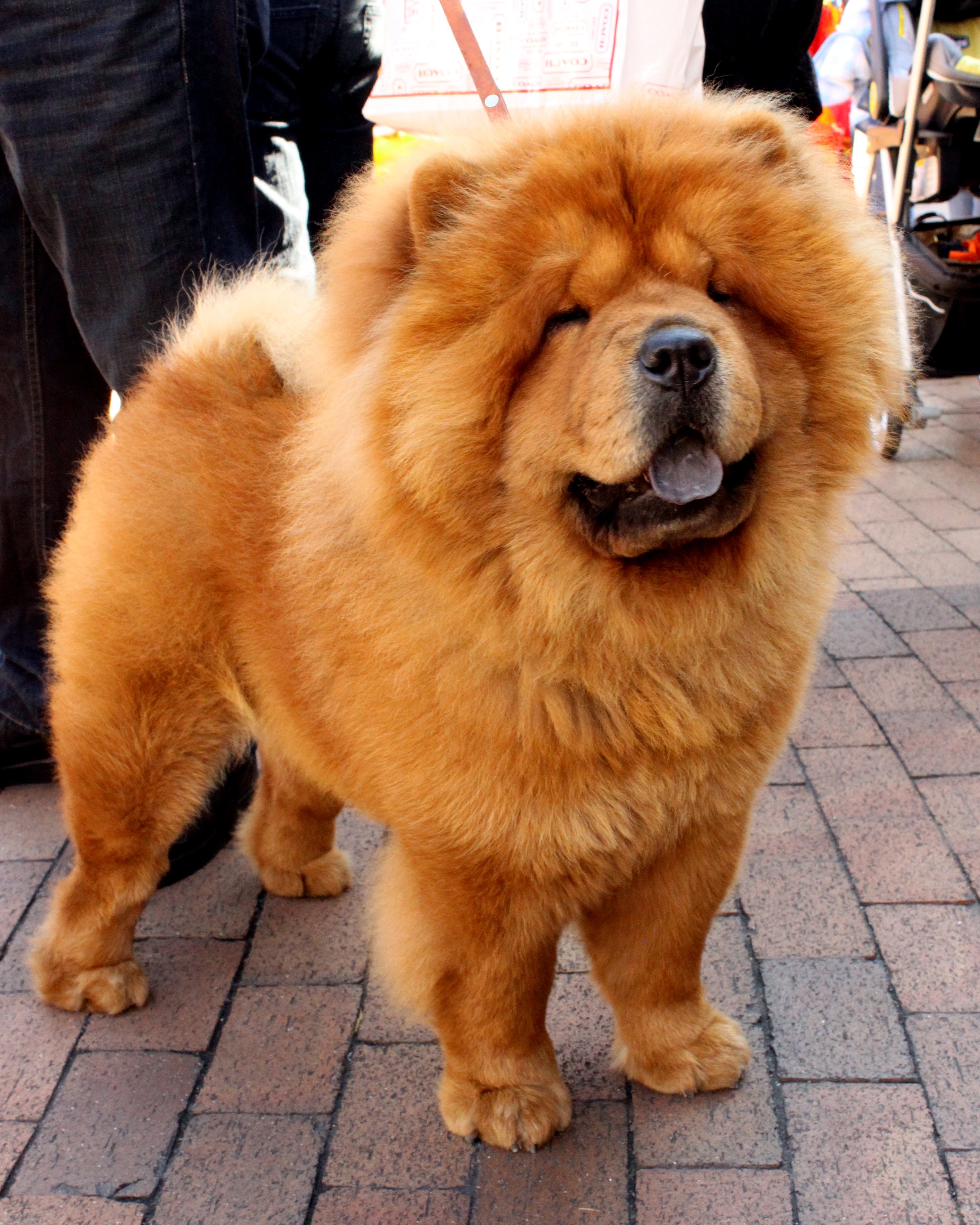A red Chow Chow with a lion-like ruff