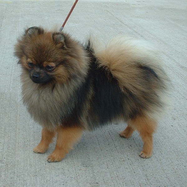 An orange-sable Pomeranian with a thick double coat