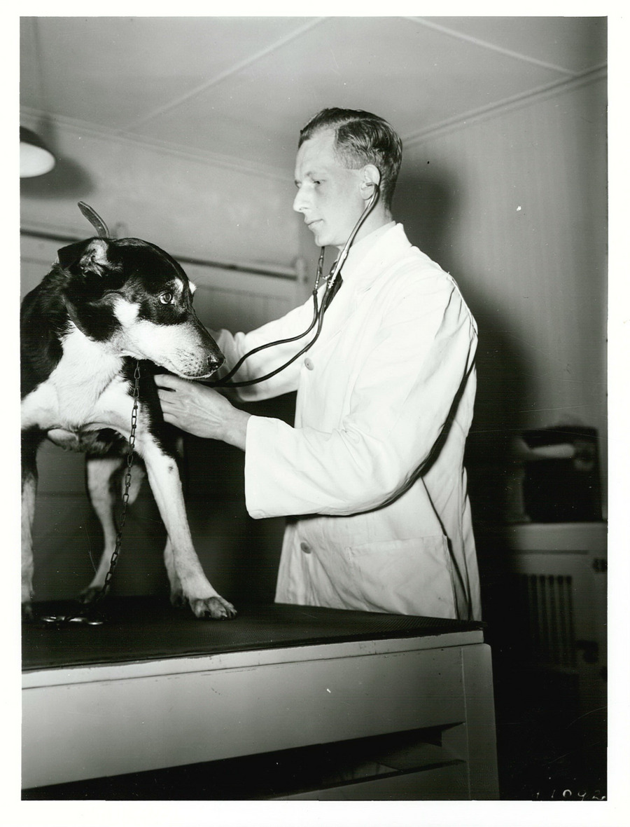 A veterinarian examining a dog in a New Zealand clinic, stethoscope in hand, warm clinical lighting