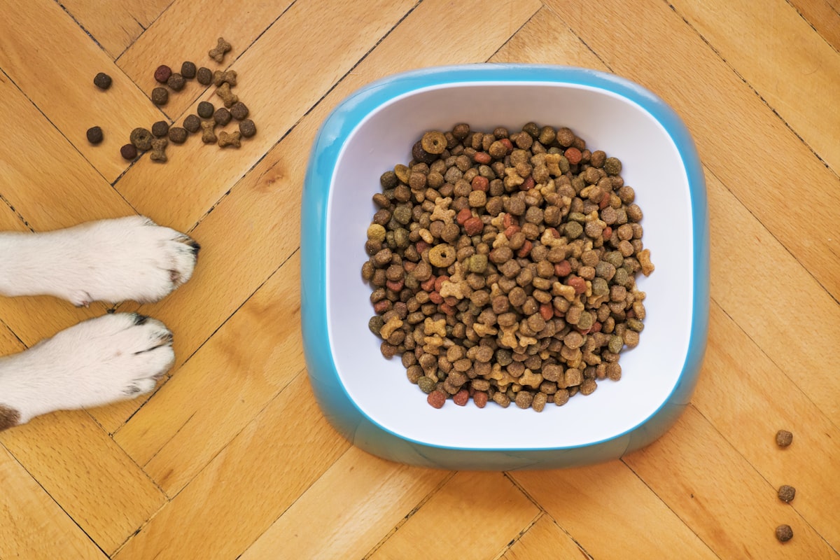 A bowl of fresh cooked pet food