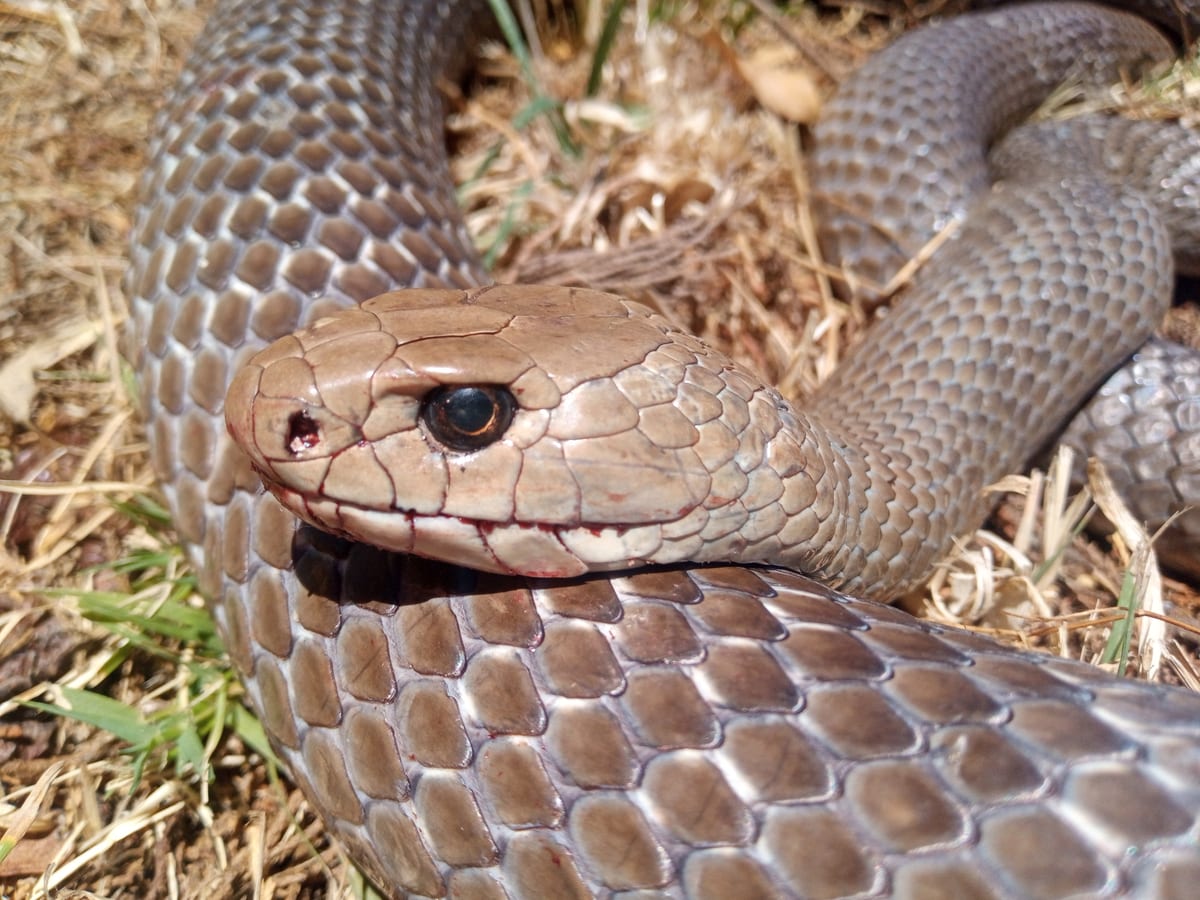 Close-up of an eastern brown snake in dry grass near Sydney — the species responsible for most fatal snake bites in Australian dogs