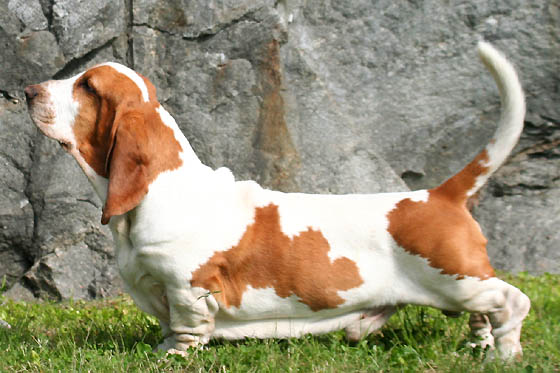 A Basset Hound standing in profile