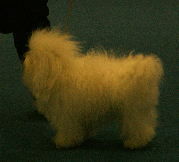 A white Bolognese at a dog show