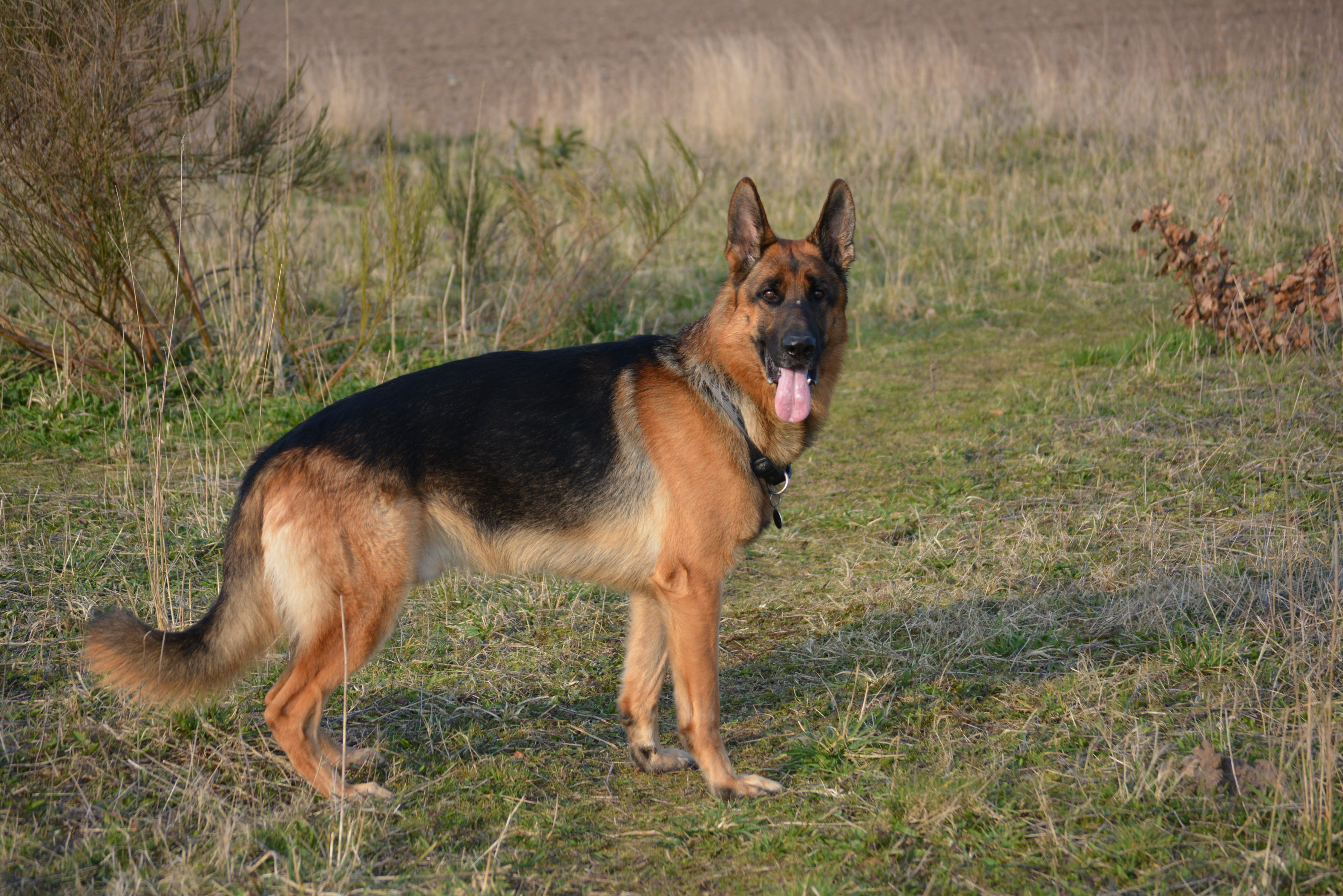 A black-and-tan German Shepherd Dog