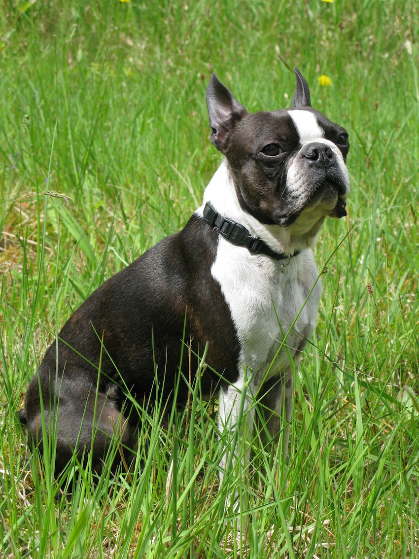A brindle-and-white Boston Terrier