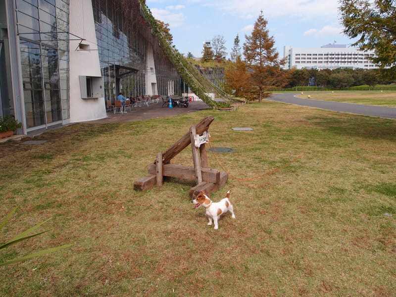 A dog at Showa Kinen Park, Tachikawa, Tokyo