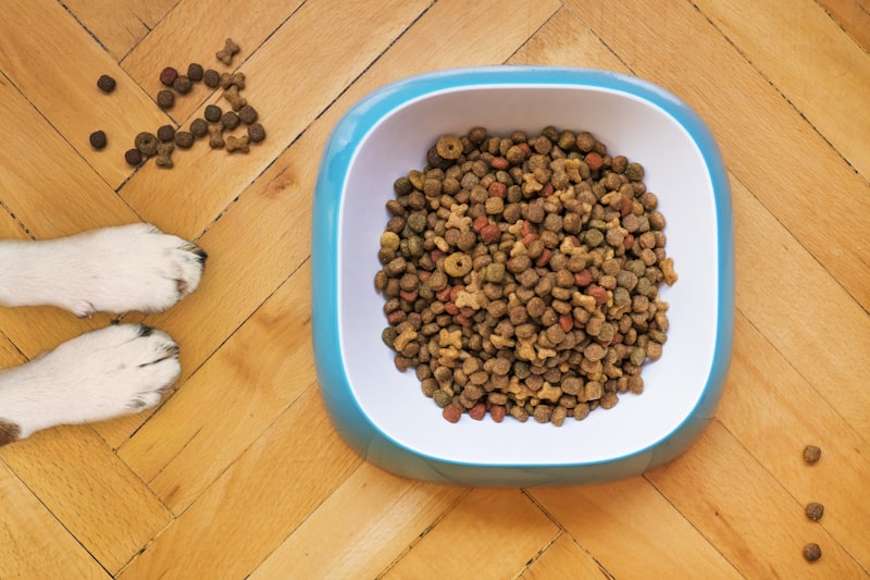 Bowl of fresh cooked dog food with chicken and vegetables