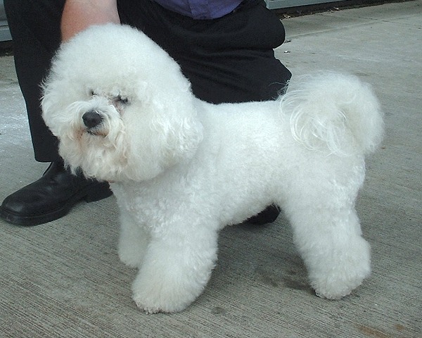 A white curly-coated Bichon Frise