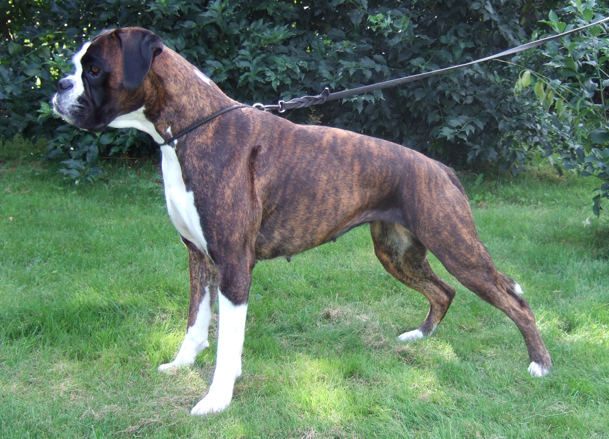 A brindle Boxer dog standing on grass