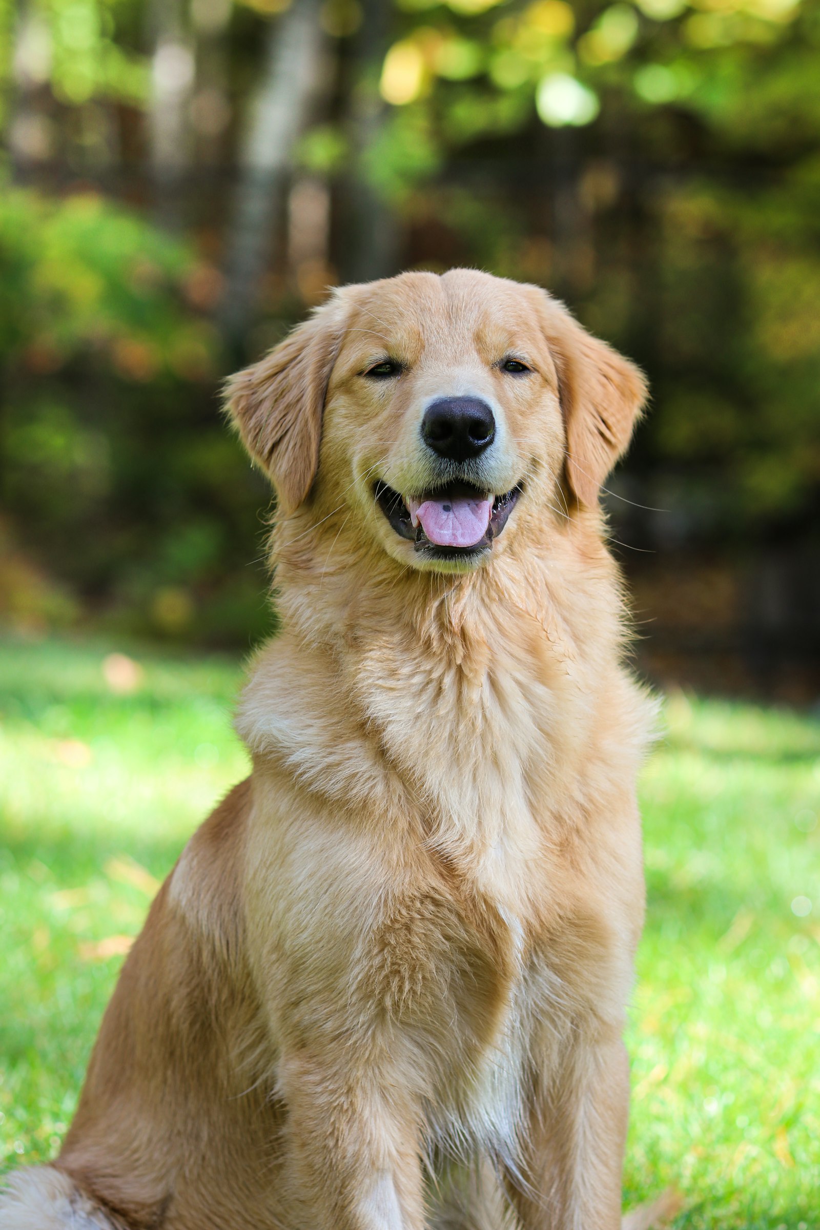 A shy dog cautiously approaching a new person who is crouching quietly with a treat