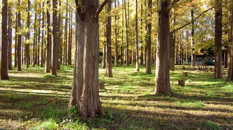 Forest area within Mizumoto Park, Katsushika, Tokyo