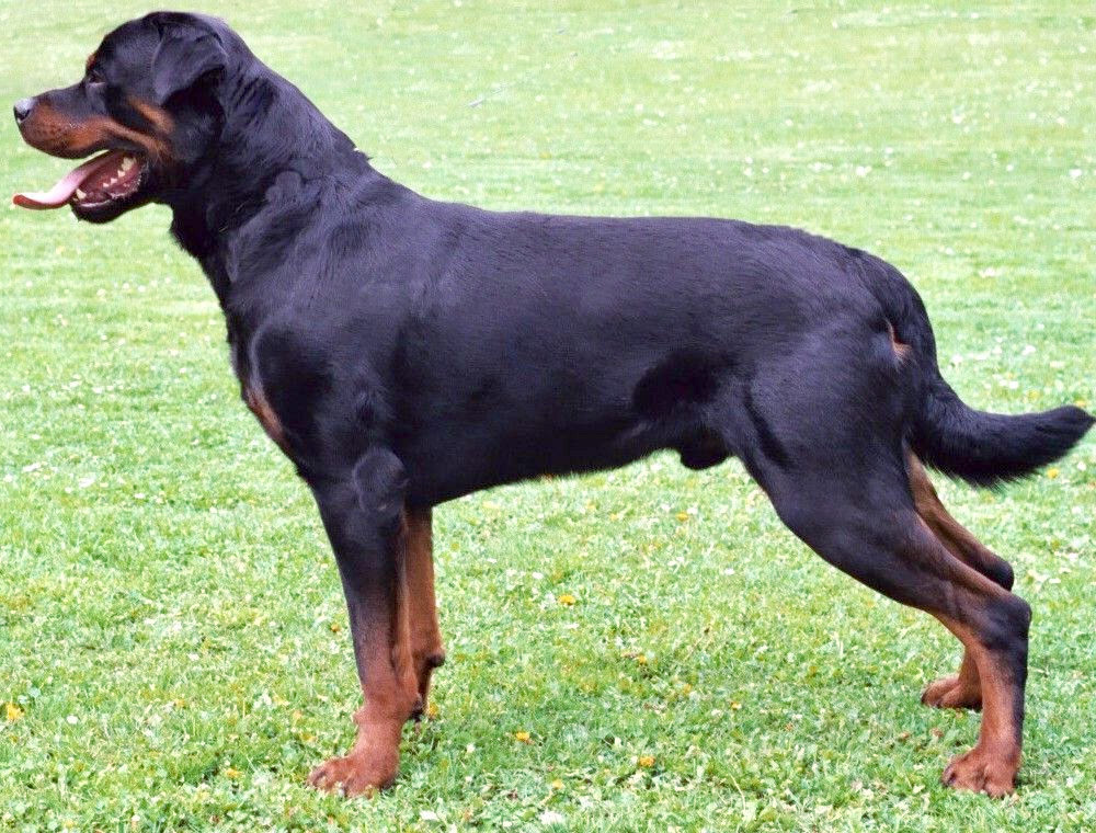 A black-and-tan Rottweiler standing in profile facing left
