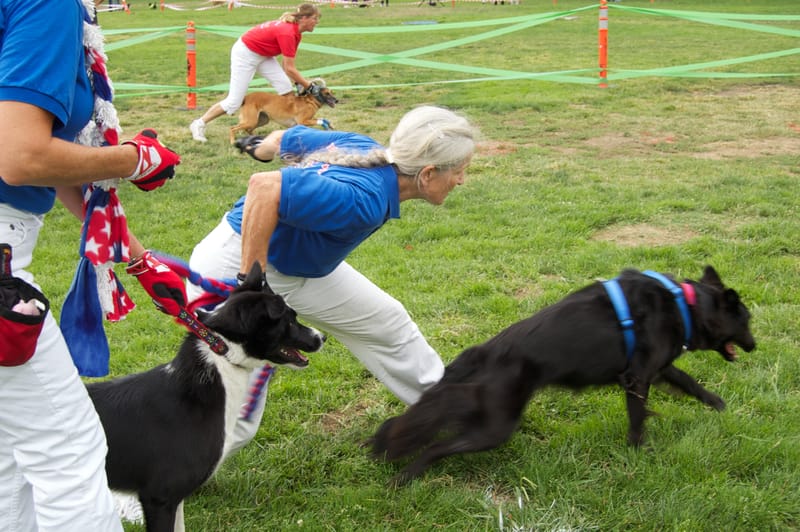 Dog community event — representative image