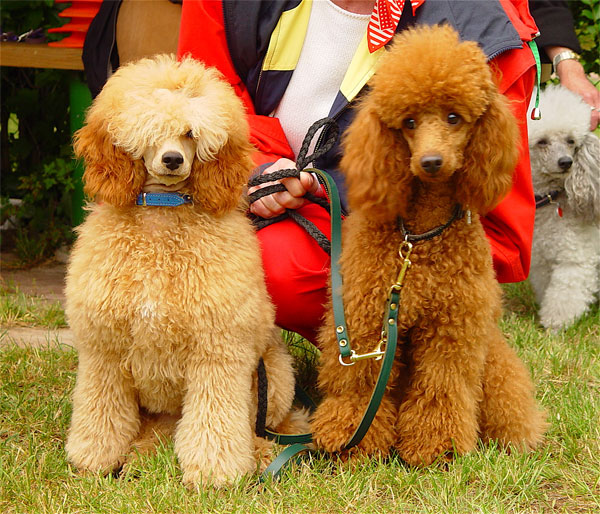 An apricot-red Miniature Poodle in a clipped coat