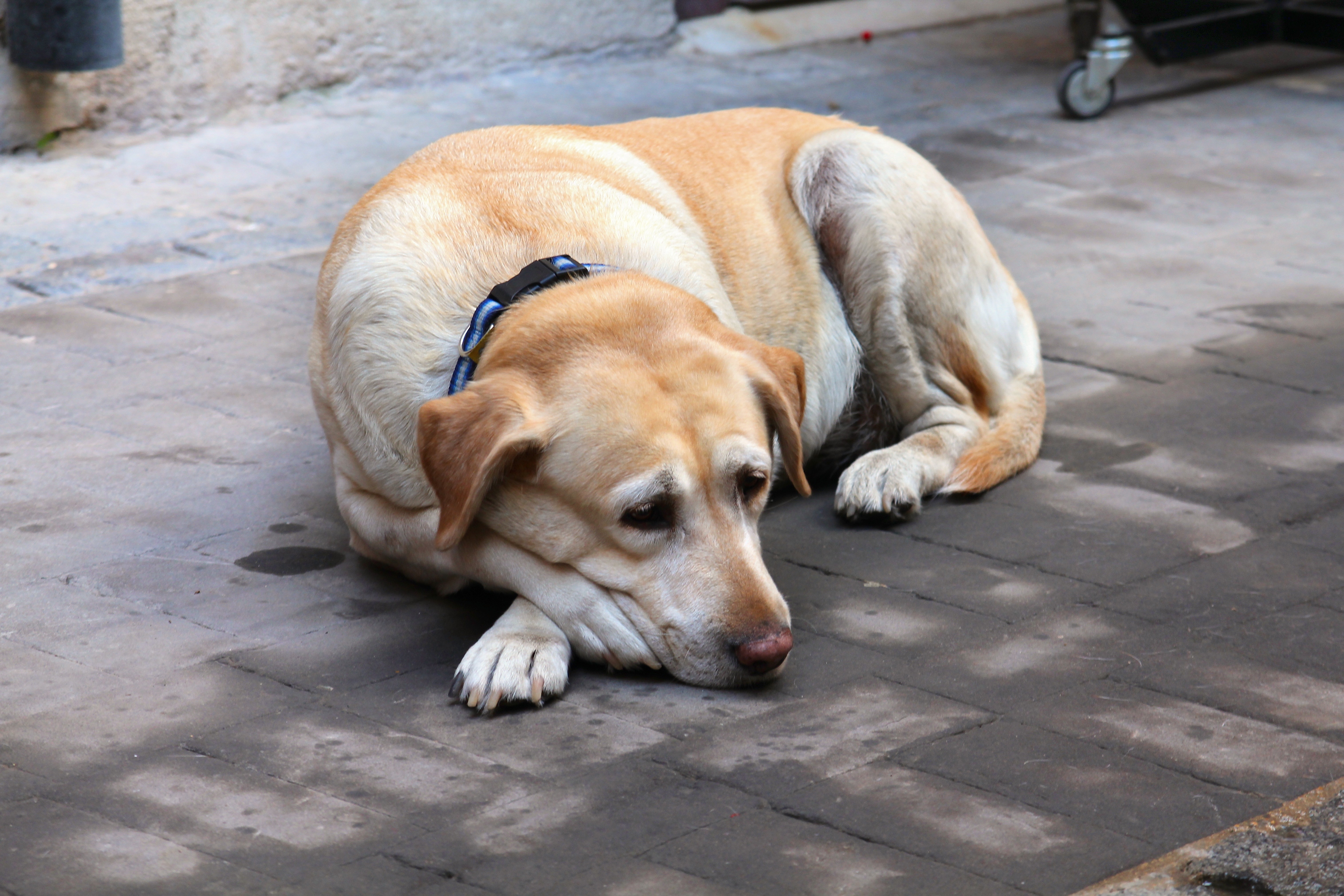 An older Labrador Retriever with a grey muzzle resting in a New Zealand garden, representing canine senior care and longevity