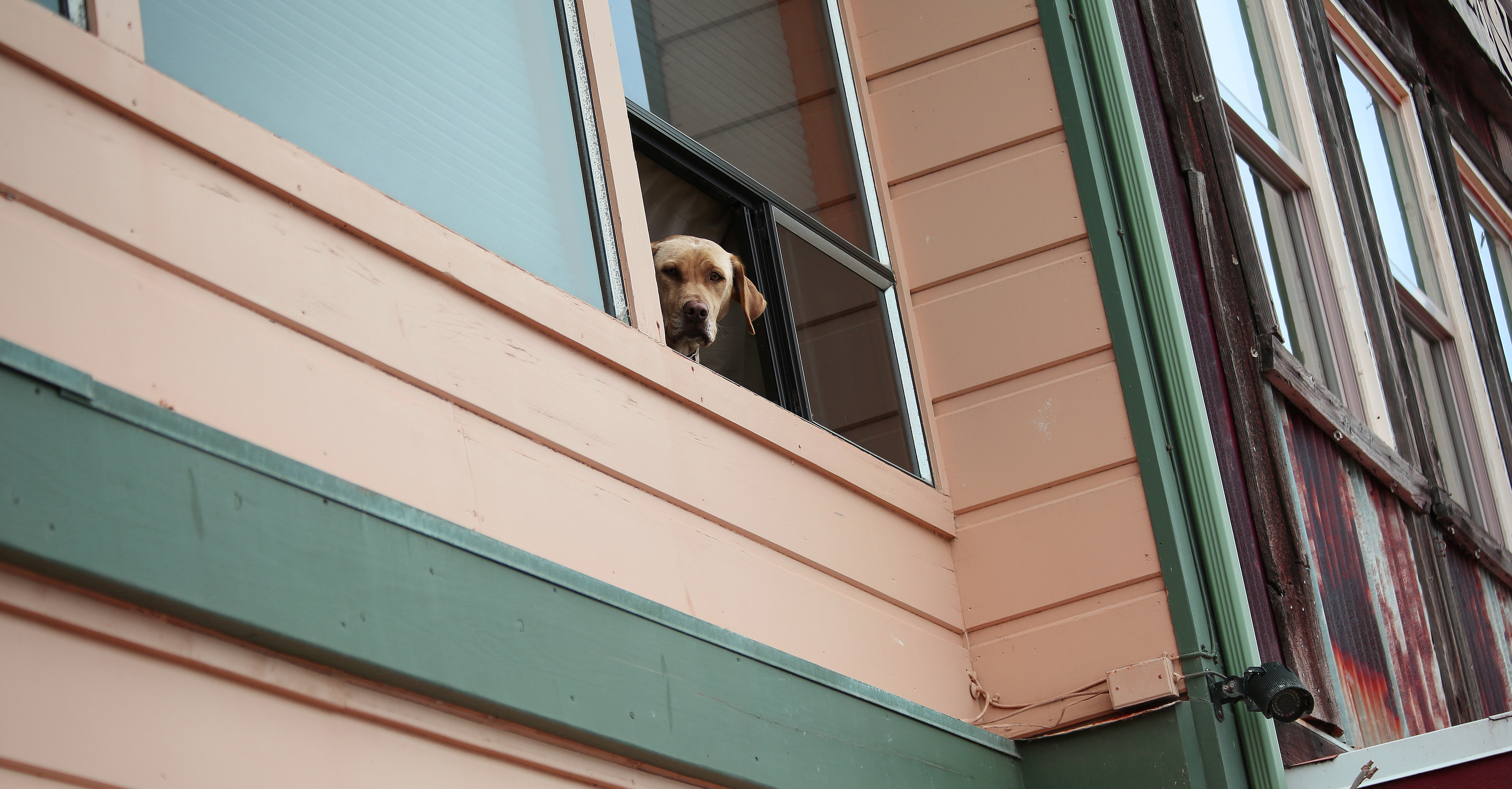 A small dog looking out the window of a modern Auckland apartment building, representing urban-density dog ownership in NZ